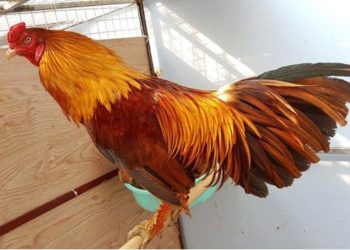 gà chọi vảy rồng