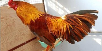 gà chọi vảy rồng