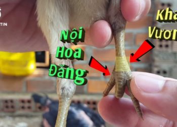 vảy nội hoa đăng