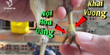 vảy nội hoa đăng