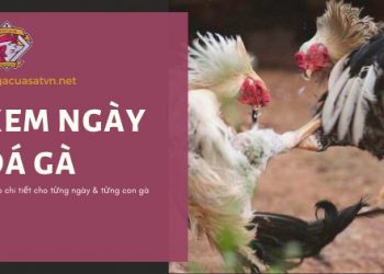 xem-ngay-da-ga