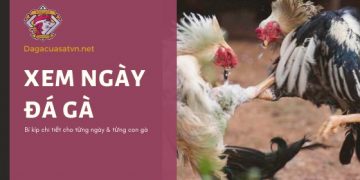 xem-ngay-da-ga