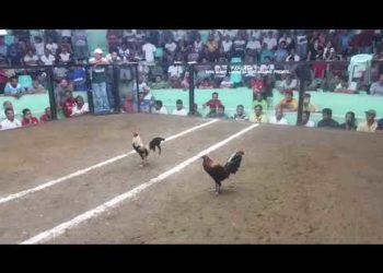 đá gà cựa dao philippin