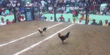 đá gà cựa dao philippin