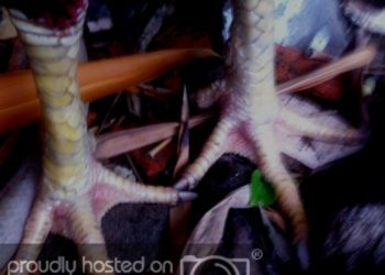 gà chọi lục đinh