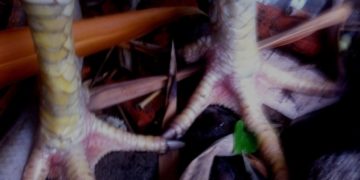 gà chọi lục đinh