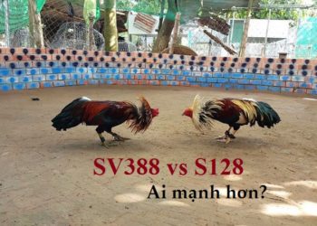 đá gà trực tuyến ăn tiền S128 và SV388