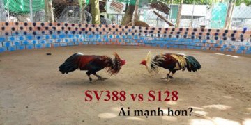 đá gà trực tuyến ăn tiền S128 và SV388