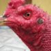 gà mắt lửa