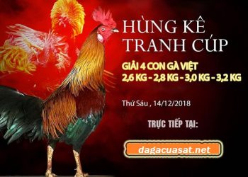 đá gà cựa sắt casino