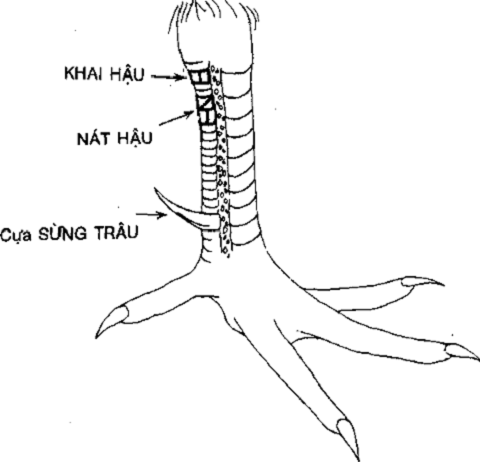 xem vảy gà xấu