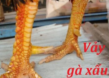 vày gà chọi xấu