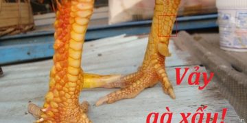 vày gà chọi xấu