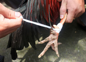 trồng cựa gà nòi