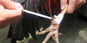 trồng cựa gà nòi