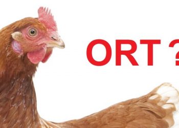bệnh ORT ở gà