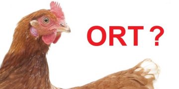 bệnh ORT ở gà