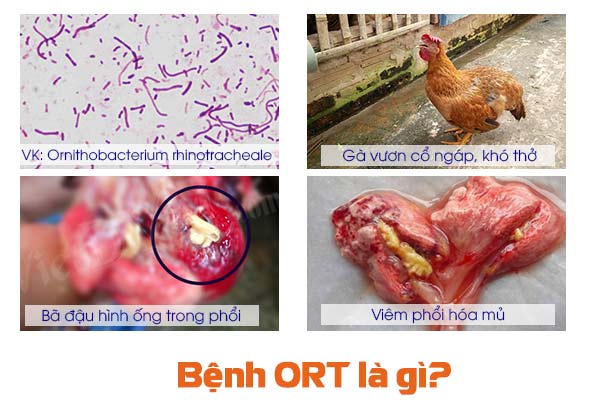 bệnh ort trên gà