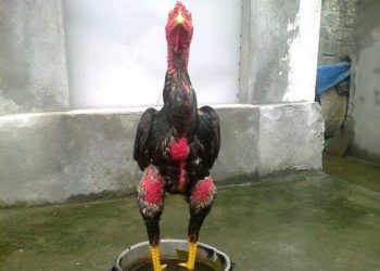 cách ngâm chân gà chọi chiến