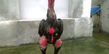 cách ngâm chân gà chọi chiến