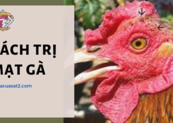 cách trị mạt gà