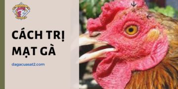 cách trị mạt gà