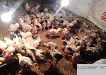 cách úm gà chọi con