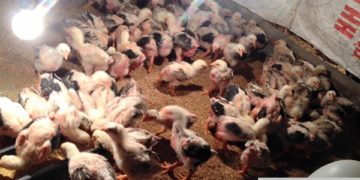 cách úm gà chọi con