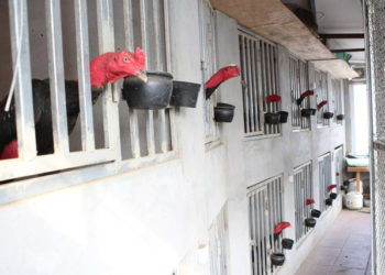 cách làm chuồng gà đá