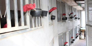 cách làm chuồng gà đá