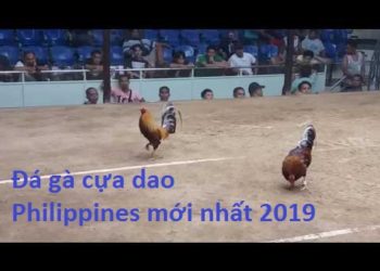 đá gà cựa dao ở philippines