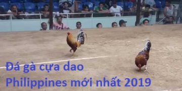đá gà cựa dao ở philippines