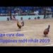 đá gà cựa dao ở philippines