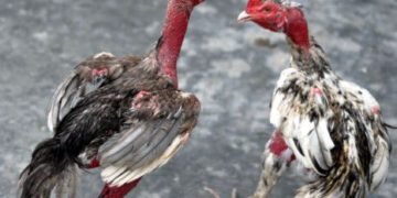 cách nuôi gà bị rót