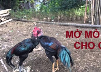 mở mỏ gà chọi
