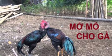 mở mỏ gà chọi