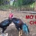 mở mỏ gà chọi