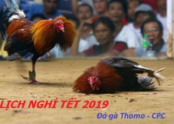 đá gà thomo campuchia - lịch nghỉ