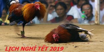 đá gà thomo campuchia - lịch nghỉ