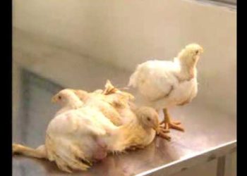 Bệnh Gumboro trên gà