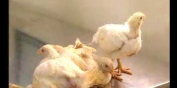 Bệnh Gumboro trên gà