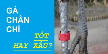 gà chân chì