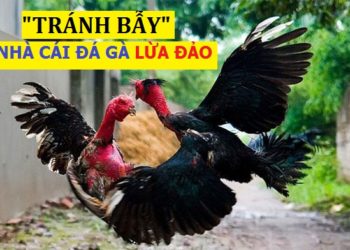 Nhà cái lừa đảo