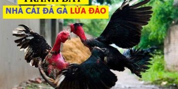 Nhà cái lừa đảo