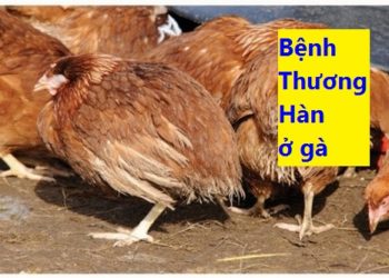 Bệnh thương Hàn ở gà