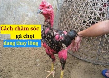 Cách chăm sóc gà chọi đang thay lông