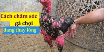 Cách chăm sóc gà chọi đang thay lông