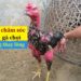 Cách chăm sóc gà chọi đang thay lông