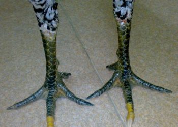 chân gà bạch đầu chỉ