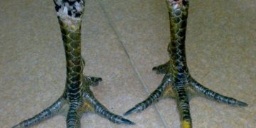 chân gà bạch đầu chỉ